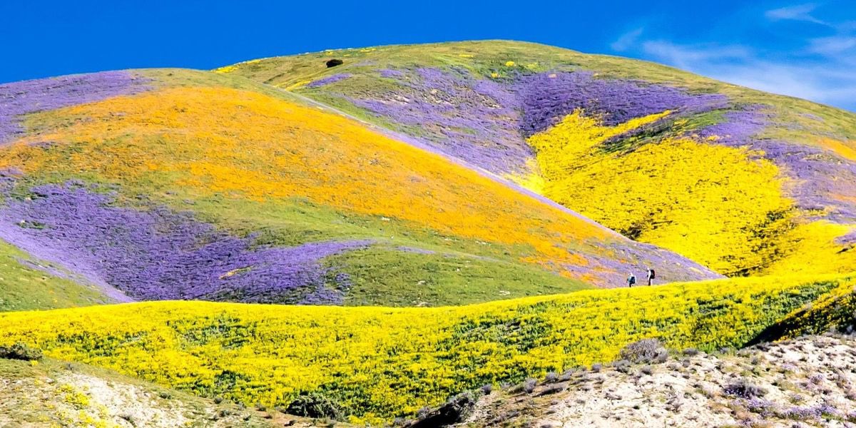 Superfloraison en Californie ces derniers jours; Source: Twitter : Mo Latno Bill Phelan @MoBill