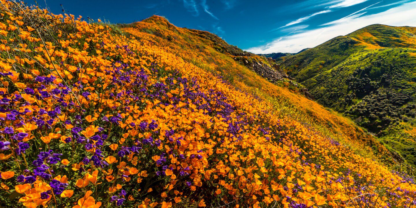 Supefloraison en Californie ces derniers jours; Source: Twitter : Mo Latno Bill Phelan @MoBill