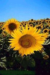 Tournesols